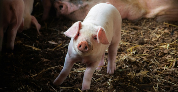 Little pig standing on straw. Mother pig lying in the background