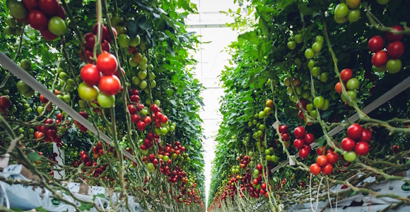 Vertical farming