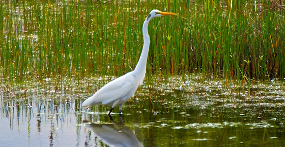 Wetland