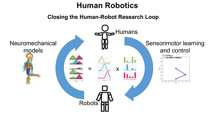 The cycle of human robotics