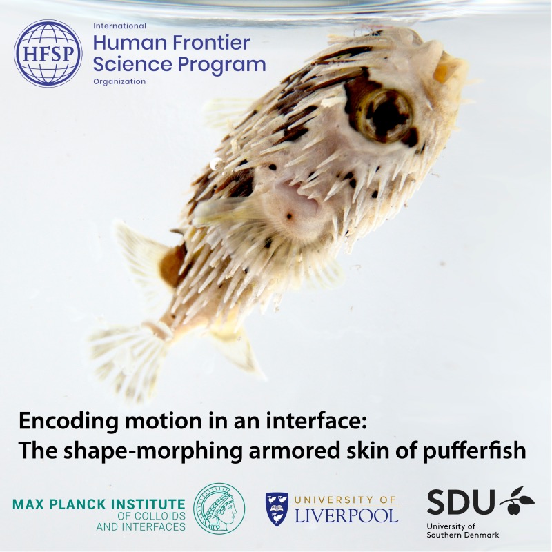 Pufferfish and project logos