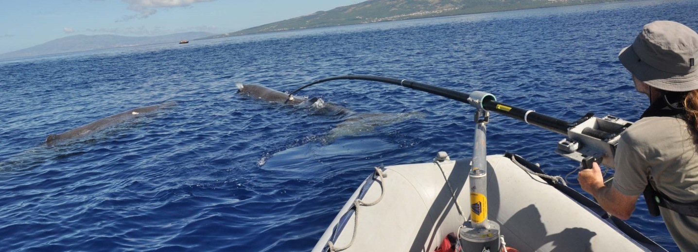 Person on an inflatable boat reaching toward whales with a long tagging pole in open water near shore.