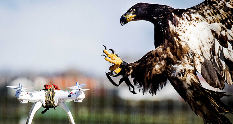 Ørn trænes til at nedlægge drone.