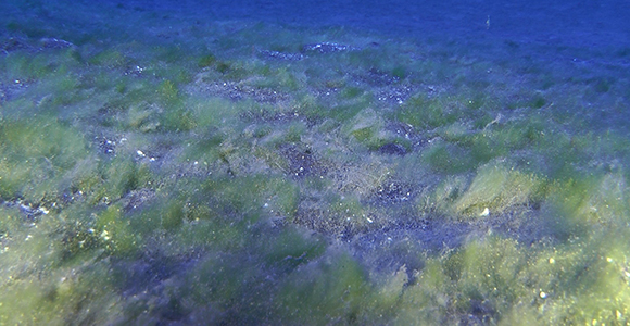 Disse undersøiske, dybtlevende kolonier af bl.a. mikrober og alger er målet for ekspeditionen.