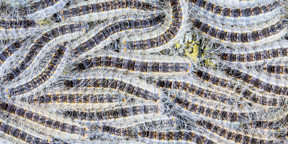 Oak processionary caterpillar