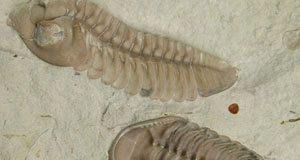 To fossile trilobitter bevaret som aftryk i lys sten.