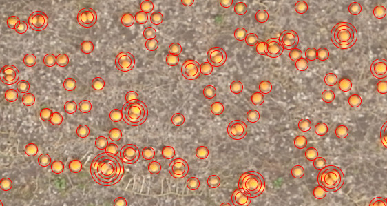 Billedet viser, hvordan software bruger billederne fra dronen til at tælle græskar på marken.