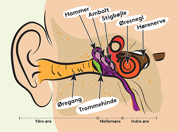 Grafik som viser det indre øre
