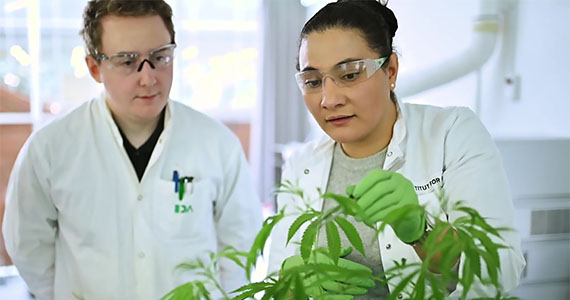 Adjunkt Rima Bahij undersøger cannabisplanter.