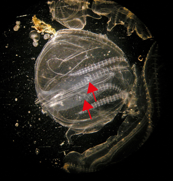 Billede af en genmemsigtig goble, der har ædt tre stk. afkom, som nu befinder sig i dens indre. 