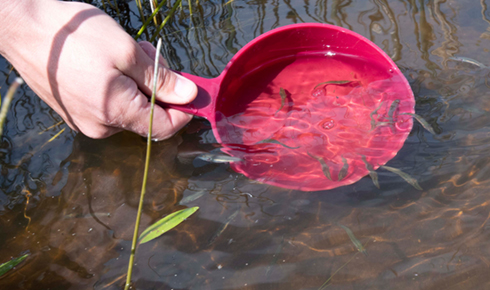 Photo, where pike fry are exposed in Filsø