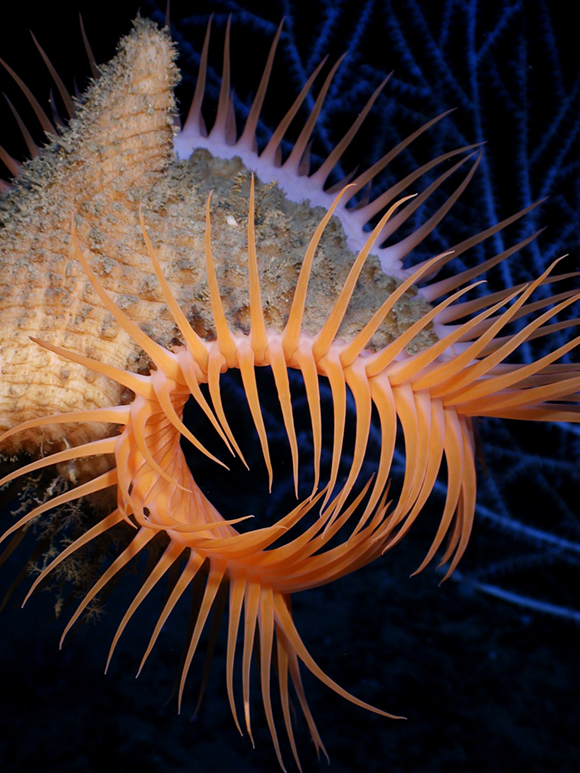 A sea anemone 