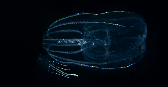 The American warty comb jelly 
