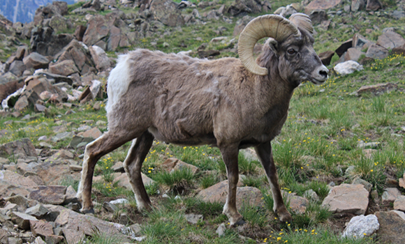 Picture of bighorn sheep