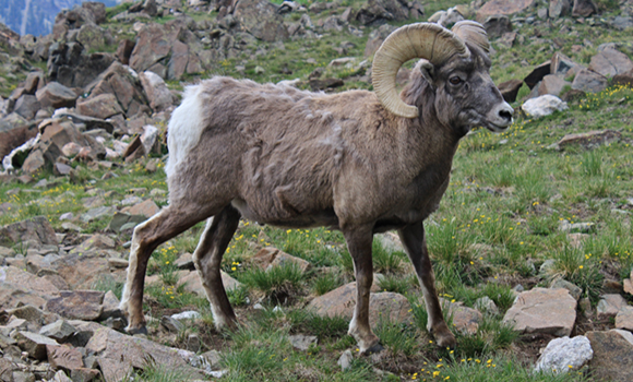 Wild bighorn ram with large curved horns standing on a rocky grassy mountain slope.