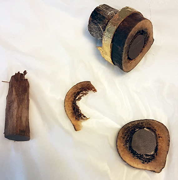 Et stykke af det lårben, som tilskrives Jakob, er monteret på et stykke træ med en forgyldt ring om. 
