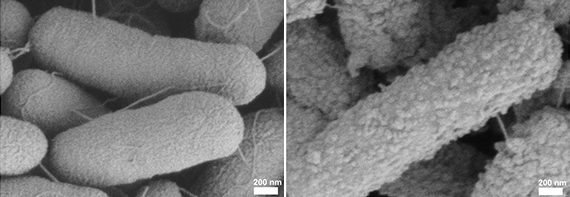 E. coli bakterier hhv. med og uden beskyttelsesdragt