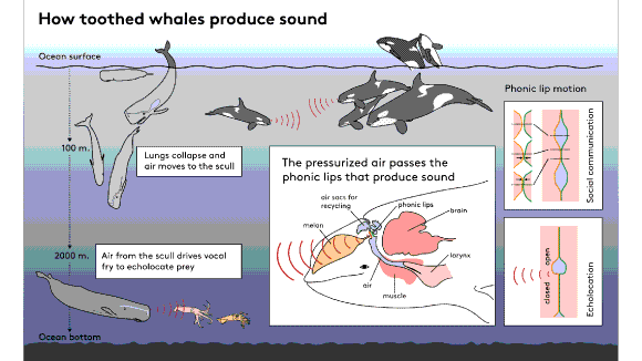 Toothed whales catch food in the deep using vocal fry - SDU