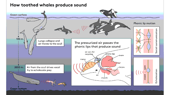 Toothed whales catch food in the deep using vocal fry - SDU Toothed whales catch food in the deep using vocal fry - SDU