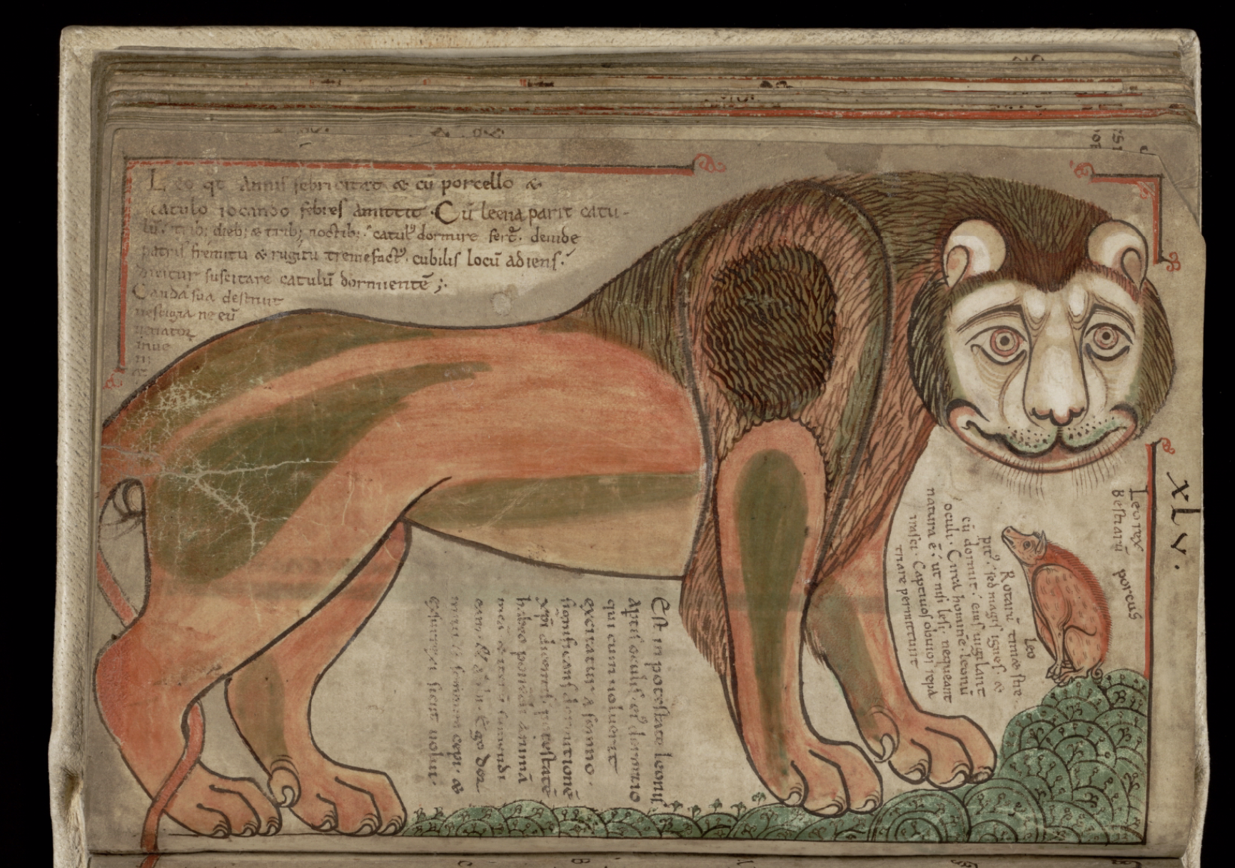 Medieval-style manuscript page with a large cat-like animal, surrounding Latin text, a small frog, and “XLV.” on the right side.