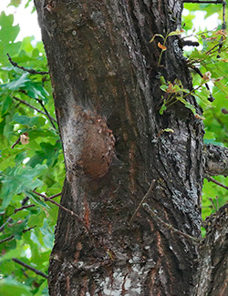 Nest of the oak processionary moth