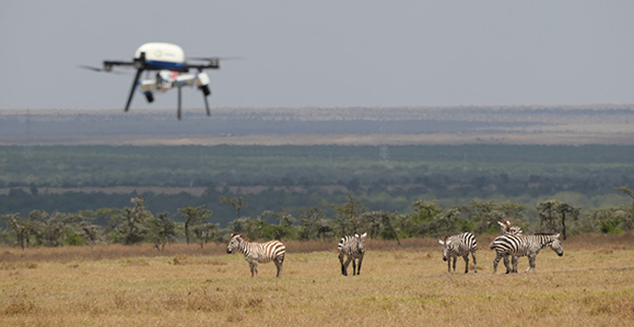 Drone flyver over zebraflok på savannen