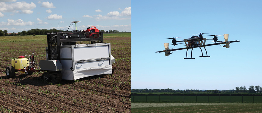 Agricultural robot on a crop field and an agricultural drone flying over a field.