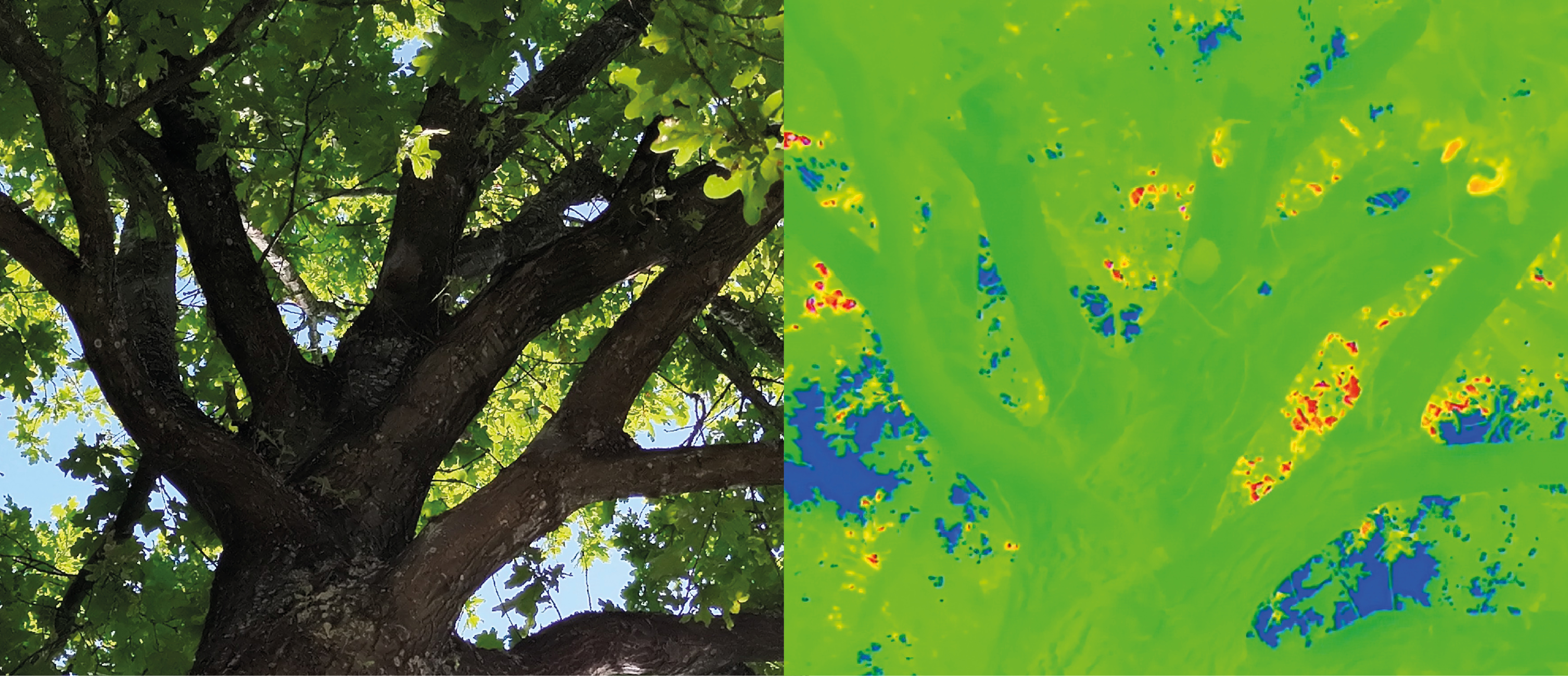Nest of the oak processionary moth seen with a thermal camera