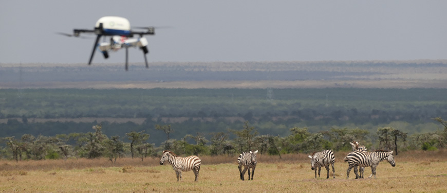 Drone flying over zebras on the savannah (WildDrone project)