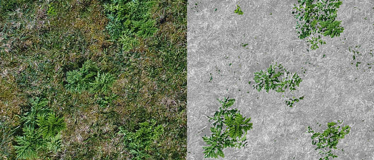 Side-by-side aerial view of grass and weeds, with the left panel in natural color and the right panel in grayscale with green vegetation highlighted.
