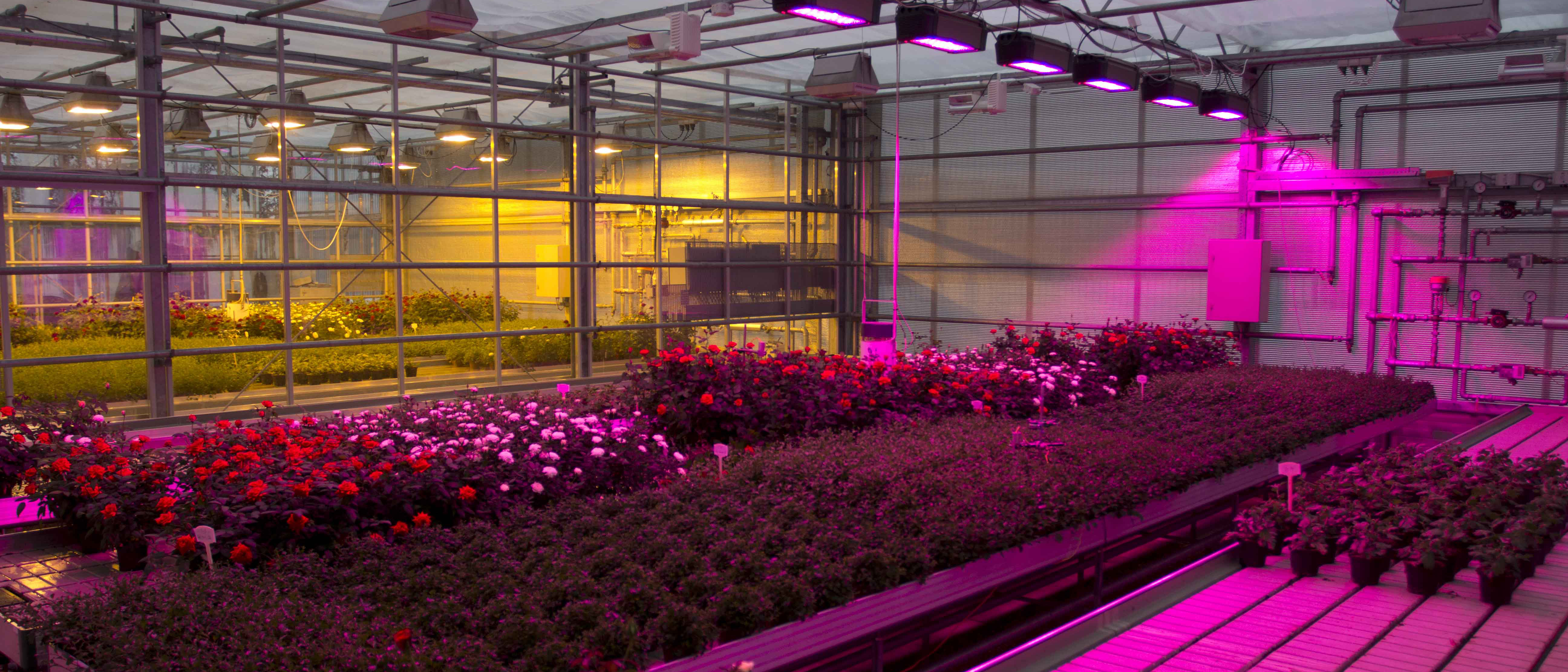 Smart Grid Ready Energy Cost Efficient Lighting System for Green House Horticulture