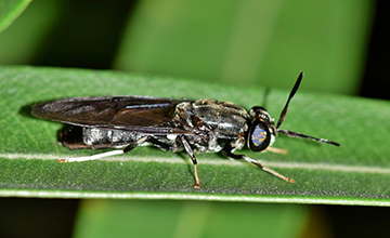 Dark fly on a green leaf in a macro close-up.