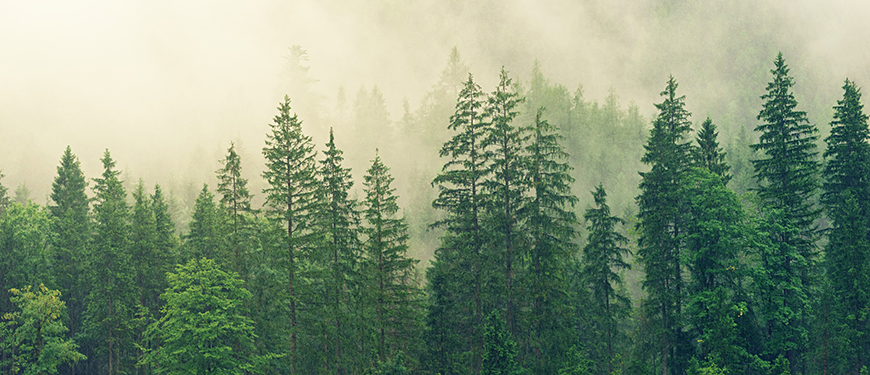 jplenio / Pixapay.com