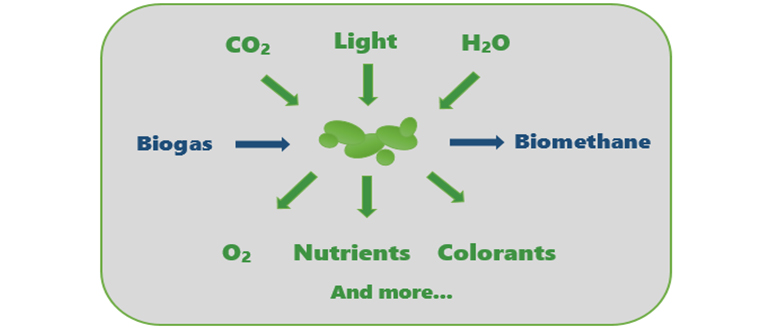 © Dominika Alexa Teigiserova