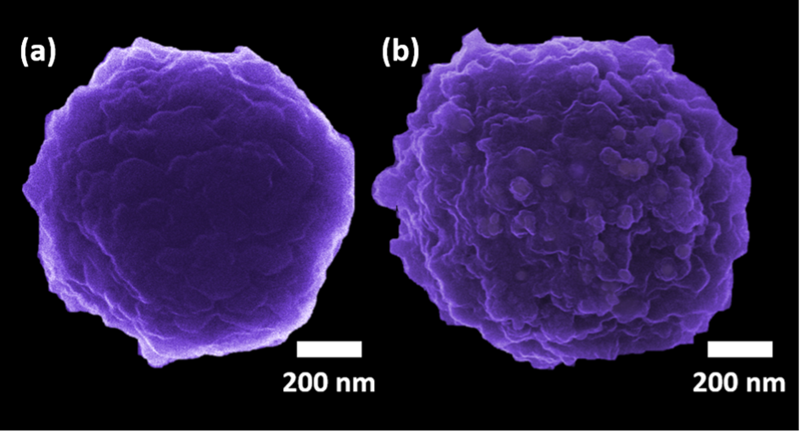 Surface functionalized nanoparticles before (a) and after exposition to HadV viruses (b).