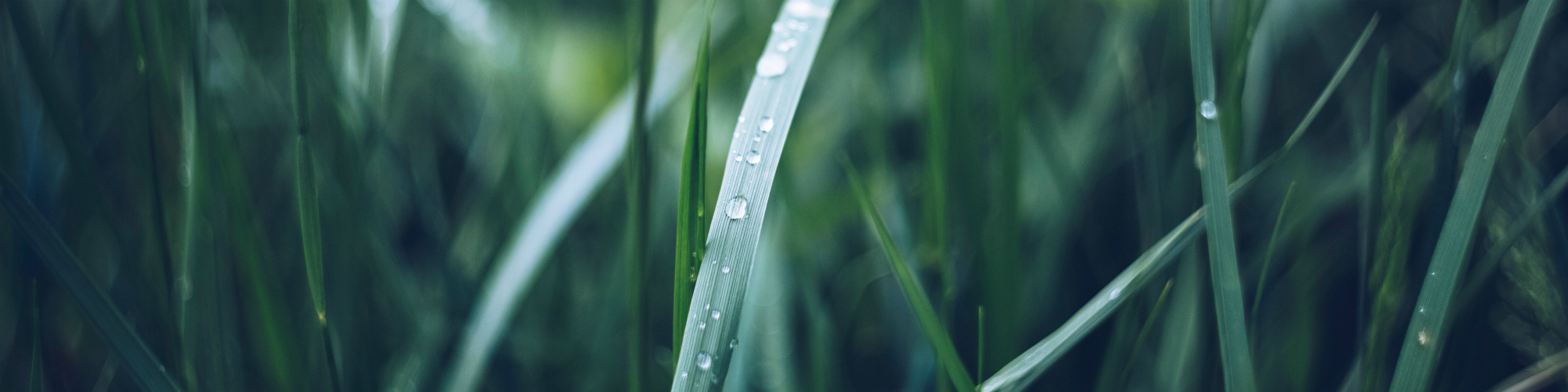 Macro image of green grass blades with rain droplets on a central blade.