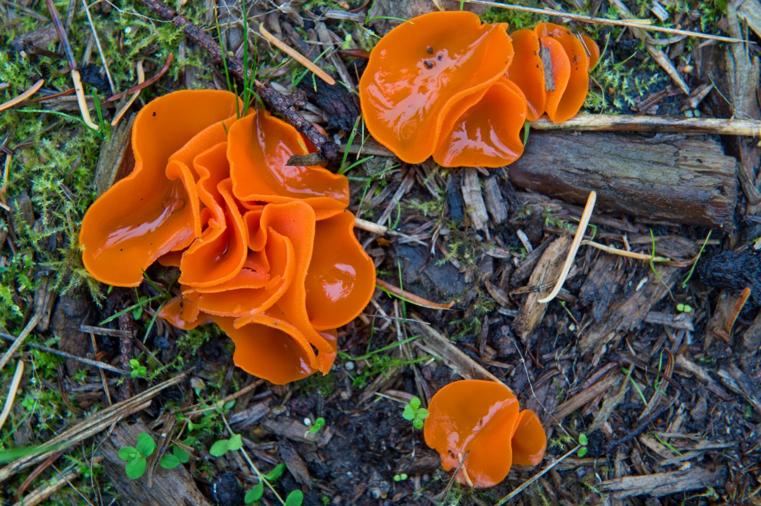 Almindelig orangebæger (Aleuria aurantia) som klare orange bægersvampe på fugtig skovbund med mos og træflis.