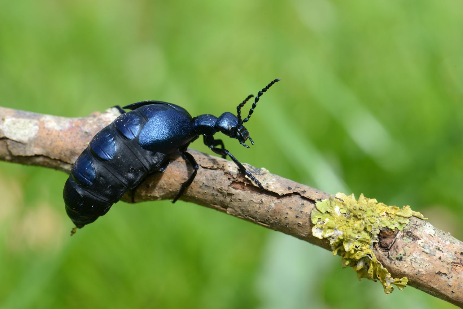 blaa oliebille (meloe violaceus) kravler på en gren med grøn, sløret baggrund.