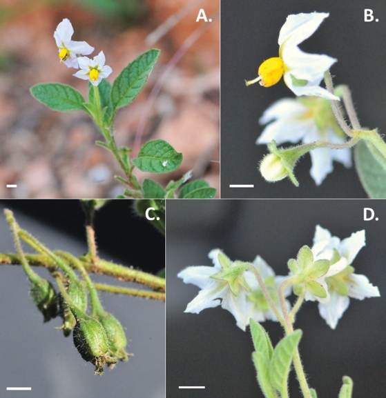 Four botanical close-up images labeled A., B., C., and D., showing white flowers with yellow centers, green leaves, and seed pods on a plant.
