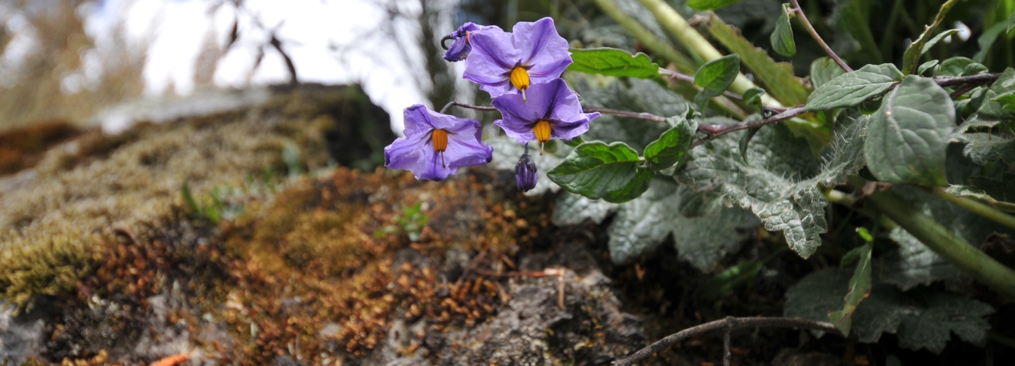Purple potato flowers with yellow centers and green leaves above a moss-covered stone outdoors.