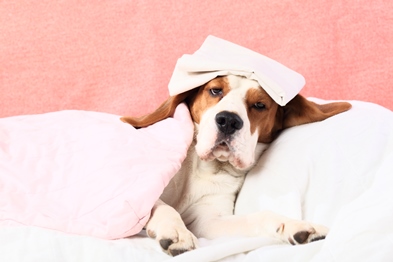 Hund, der ligger i en seng under et tæppe med en hvid klud på hovedet.