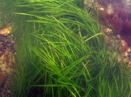 Underwater view of dense green seagrass among rocks and algae.