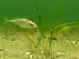 Fisk ved ålegræs på sandbund under grønt vand.