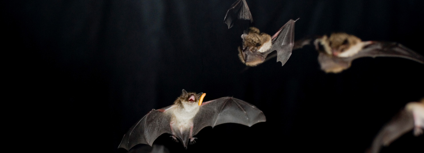 Several bats flying in a dark scene, with one bat in the center holding an insect in its mouth.