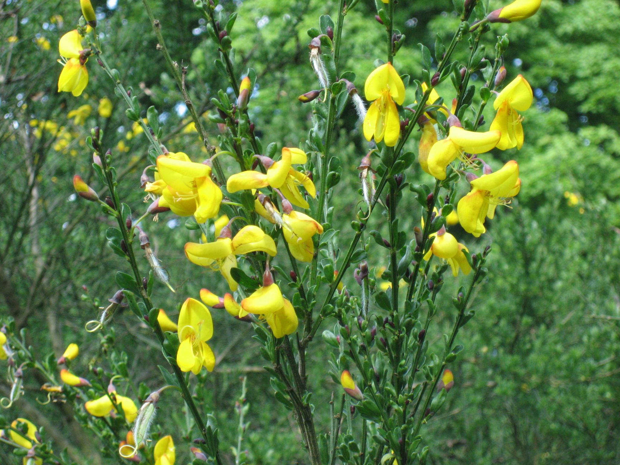 Gyvelbusk med gule blomster i et grønt naturområde.