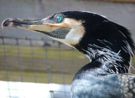 Close-up profile of a cormorant with black-and-white feathers near a wire fence.