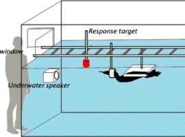 Cross-section schematic of a water tank with a diver, an “Underwater speaker,” a suspended “Response target,” and a partially visible “window” label.