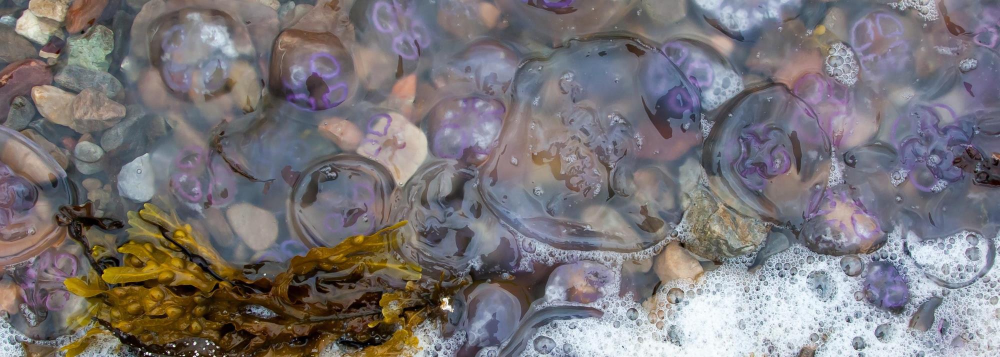Mange gennemsigtige øregopler ligger i lavt vand mellem sten, tang og havskum på en strand.