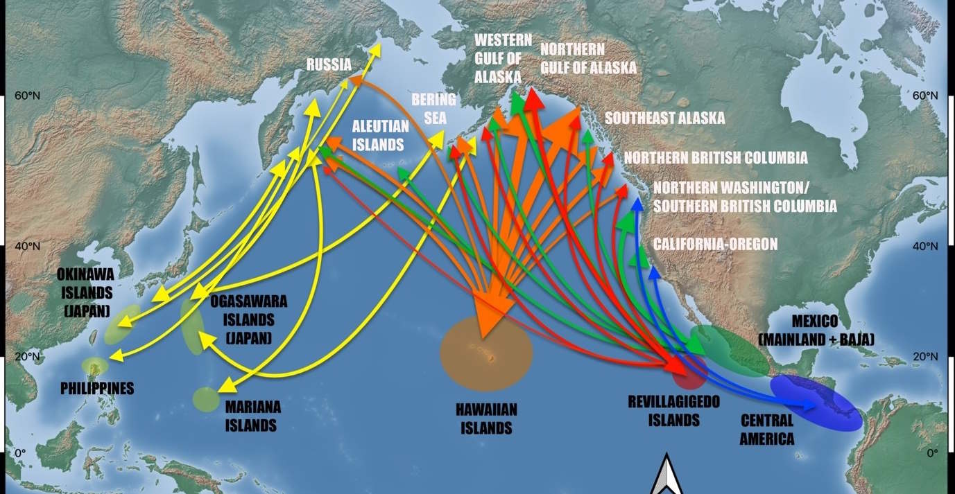 Humpback migrations between feeding and breeding spots