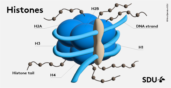 Histones are structures in the cell nucleus, around which the DNA strands coil. © Nina Bjørnskov/SDU